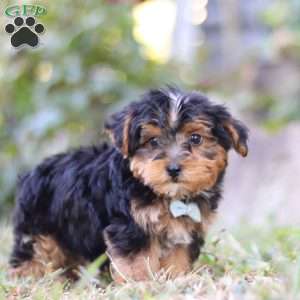 Parker, Yorkie Poo Puppy